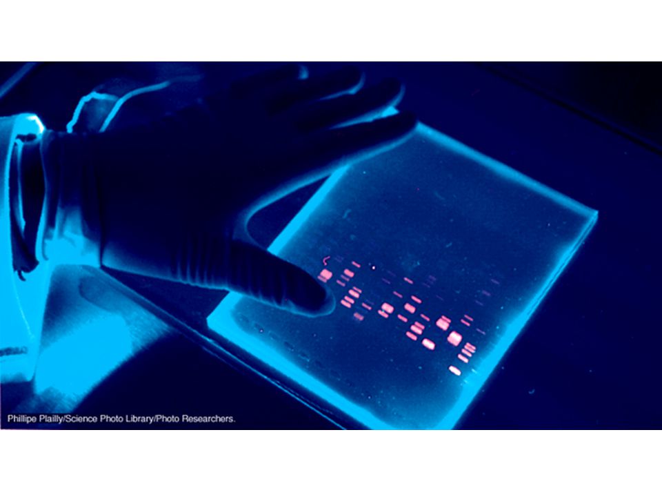 gel de electroforesis (marcaje fluorescente por EtBr)