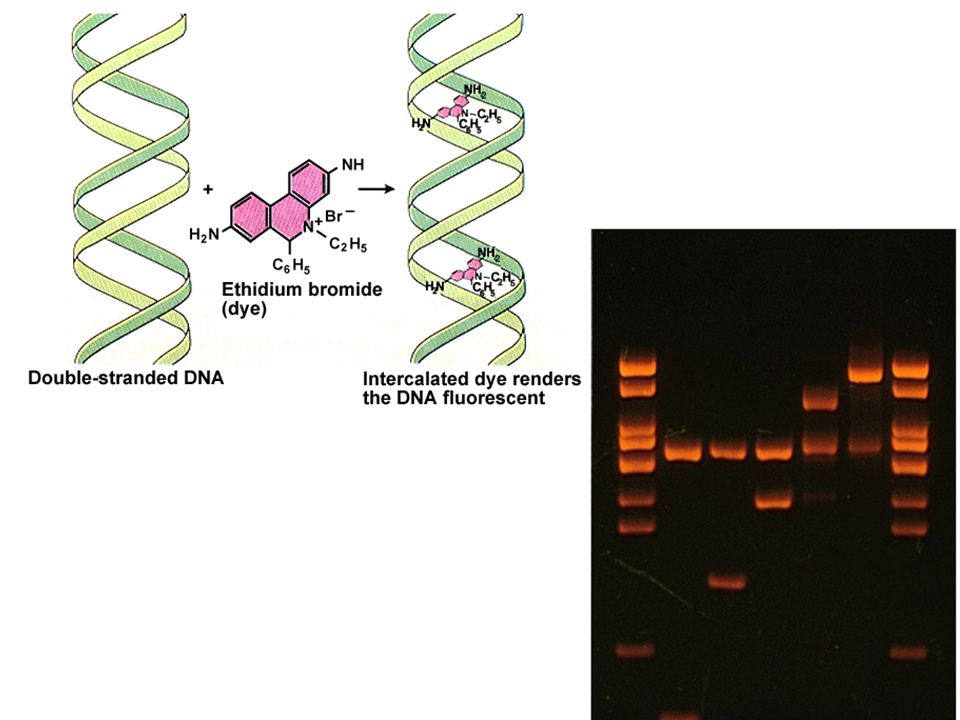 gel de electroforesis (marcaje fluorescente por EtBr)