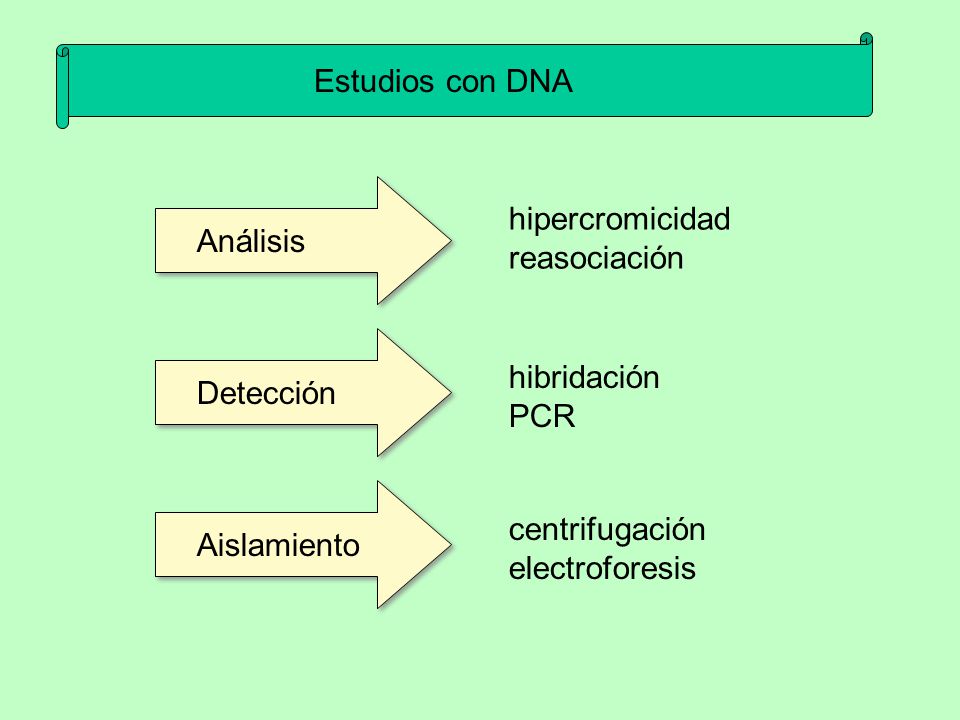 Estudios con DNA hipercromicidad. reasociación. Análisis. hibridación. PCR. Detección. centrifugación.