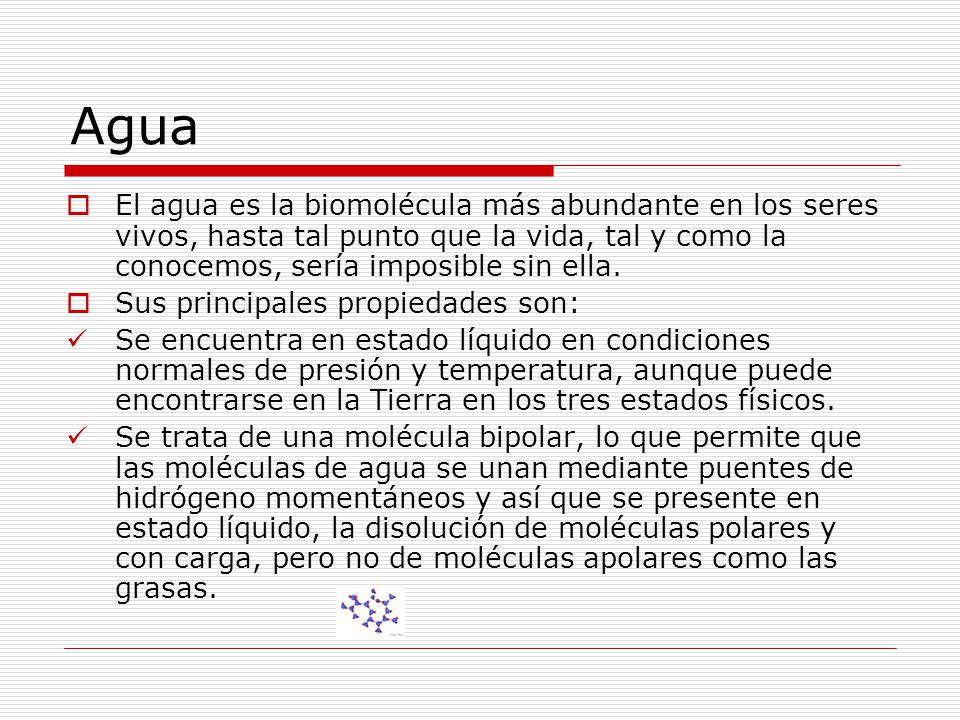 Agua El agua es la biomolécula más abundante en los seres vivos, hasta tal punto que la vida, tal y como la conocemos, sería imposible sin ella.