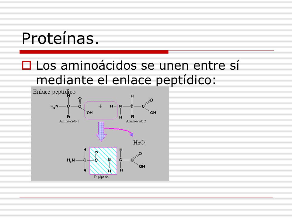 Proteínas. Los aminoácidos se unen entre sí mediante el enlace peptídico: