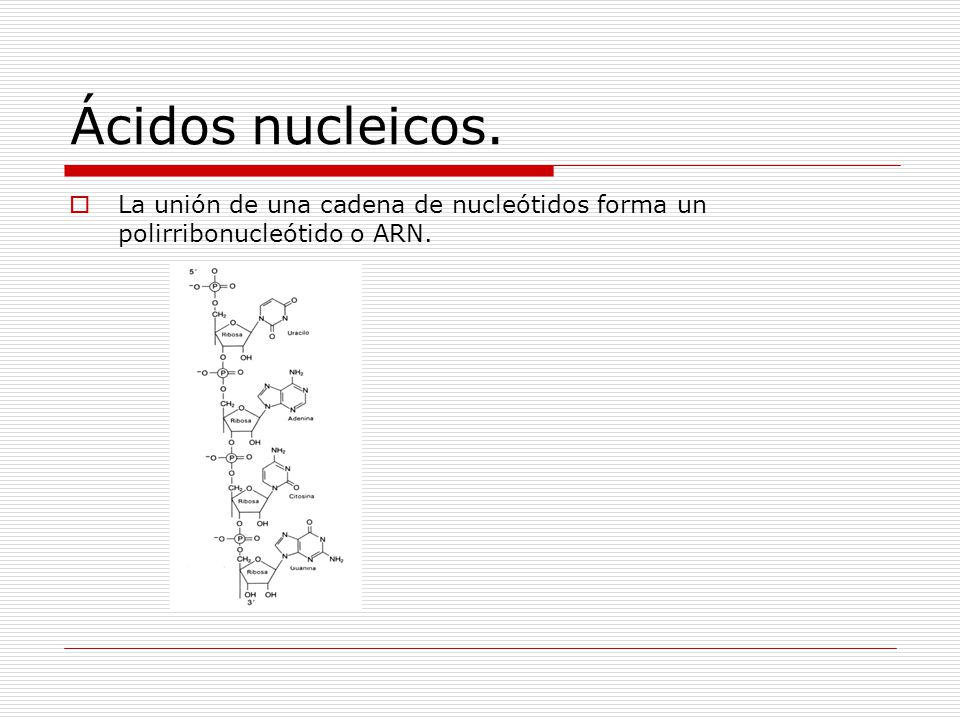 Ácidos nucleicos. La unión de una cadena de nucleótidos forma un polirribonucleótido o ARN.