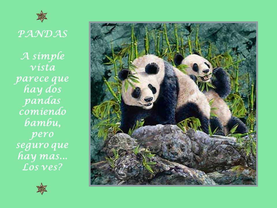 PANDAS A simple vista parece que hay dos pandas comiendo bambu, pero seguro que hay mas... Los ves