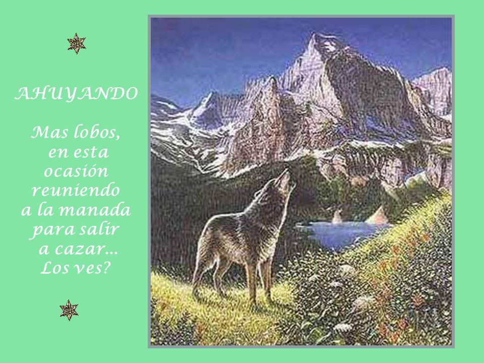 AHUYANDO Mas lobos, en esta ocasión reuniendo a la manada para salir a cazar... Los ves