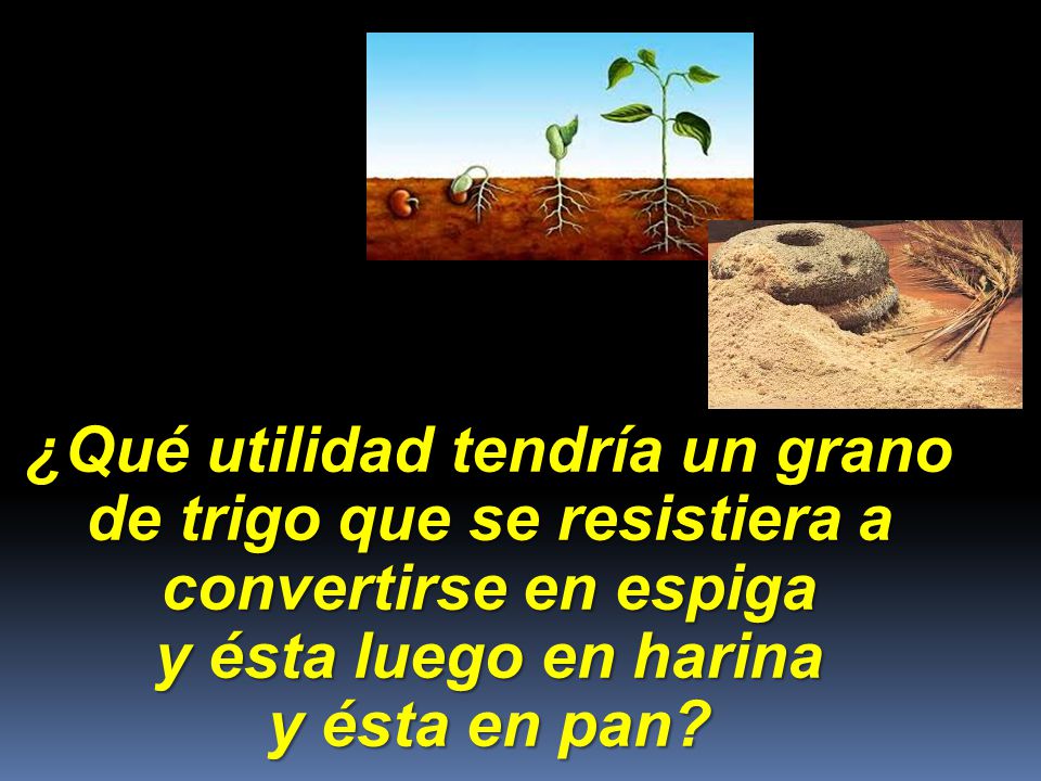 ¿Qué utilidad tendría un grano de trigo que se resistiera a convertirse en espiga