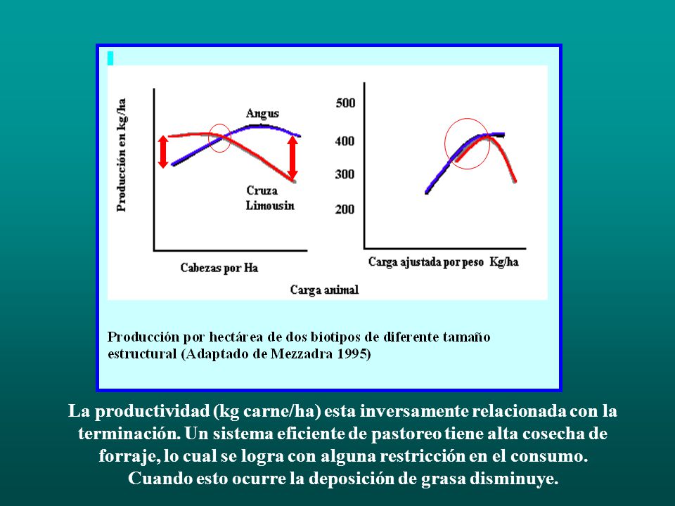 Cuando la carga animal se expresa en cab/ha, los animales de mayor tamaño producen más a cargas bajas, sin limitantes nutricionales. A cargas medias fue similar y con cargas altas fue superior angus. Por lo tanto los animales de menor frame tienen ventajas cuando las condiciones son limitantes. Sin embargo cuando se ajusta por kg/ha las diferencias desaparecieron.