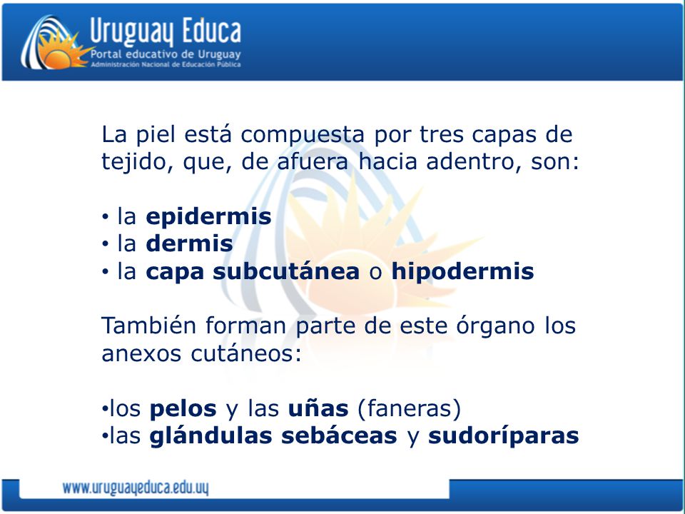 La piel está compuesta por tres capas de tejido, que, de afuera hacia adentro, son: