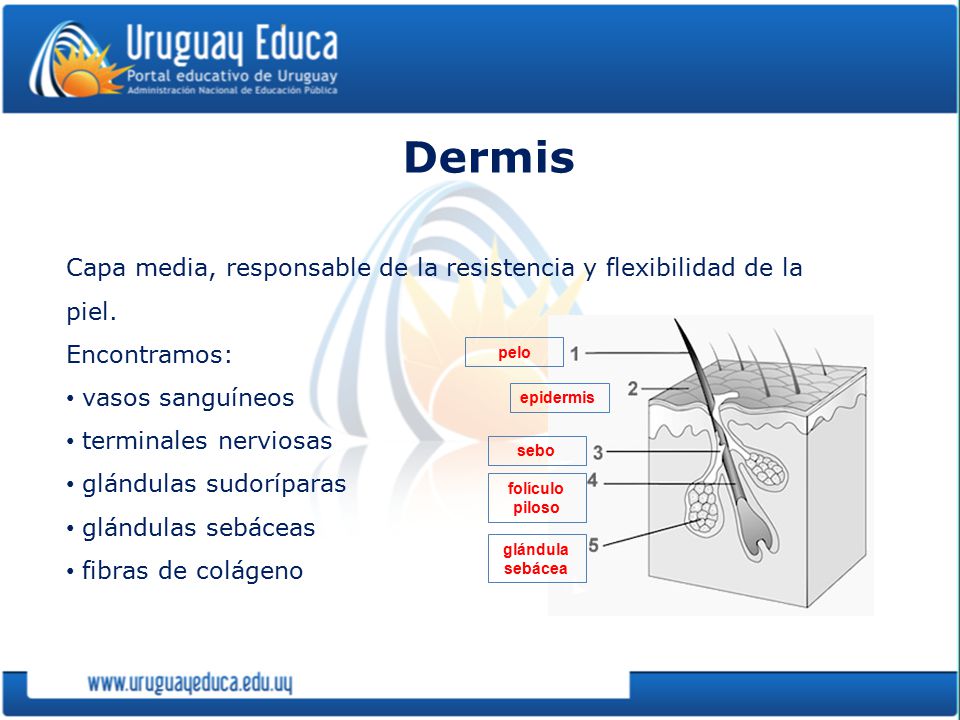 Dermis Capa media, responsable de la resistencia y flexibilidad de la piel. Encontramos: vasos sanguíneos.