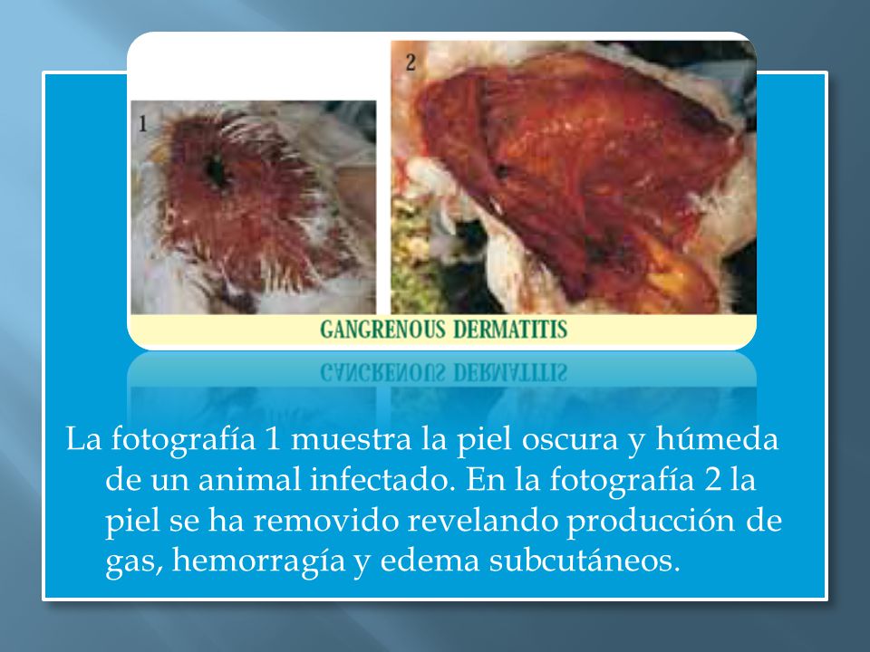 La fotografía 1 muestra la piel oscura y húmeda de un animal infectado