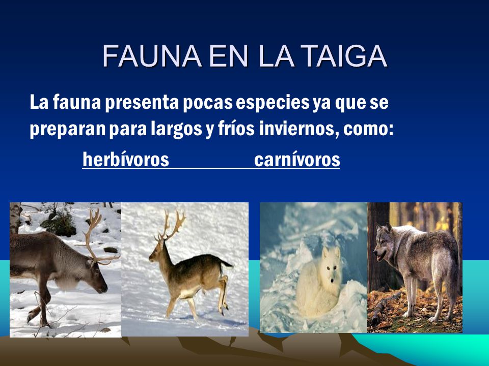 FAUNA EN LA TAIGA La fauna presenta pocas especies ya que se preparan para largos y fríos inviernos, como: