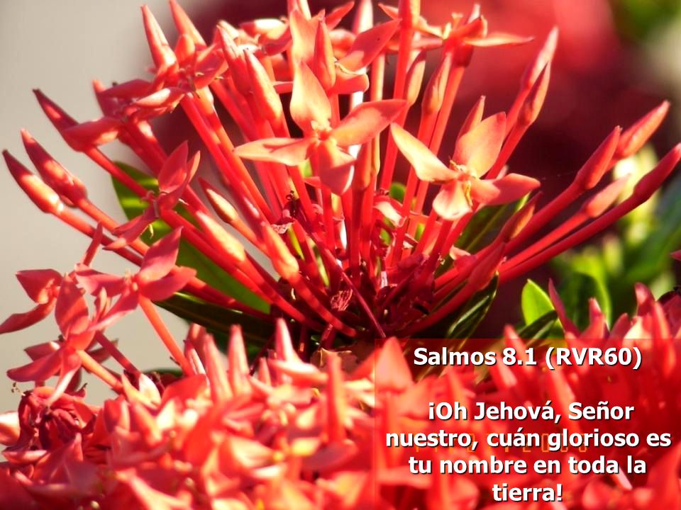 Salmos 8.1 (RVR60) ¡Oh Jehová, Señor nuestro, cuán glorioso es tu nombre en toda la tierra!