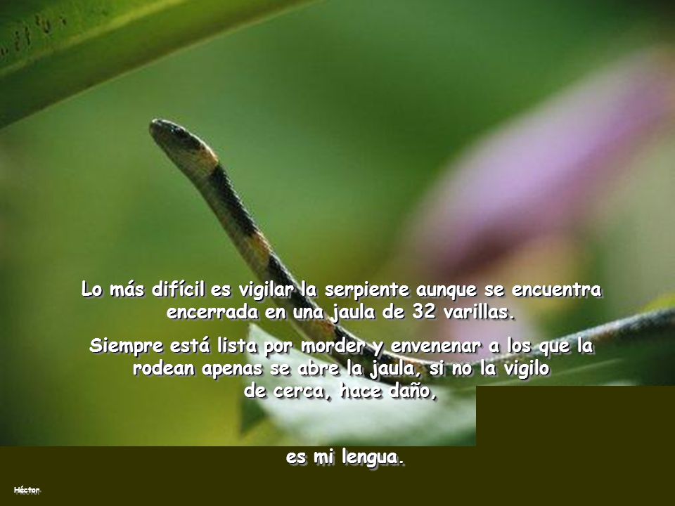 Lo más difícil es vigilar la serpiente aunque se encuentra encerrada en una jaula de 32 varillas.