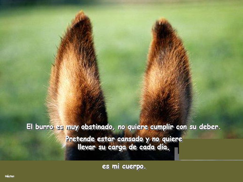 El burro es muy obstinado, no quiere cumplir con su deber.