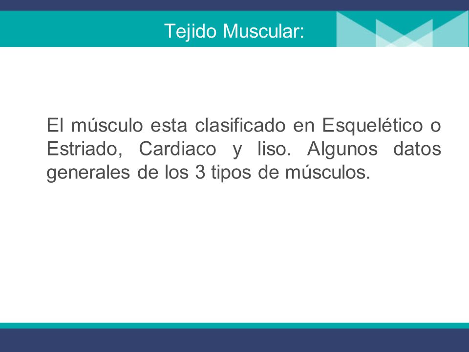 Tejido Muscular: El músculo esta clasificado en Esquelético o Estriado, Cardiaco y liso.