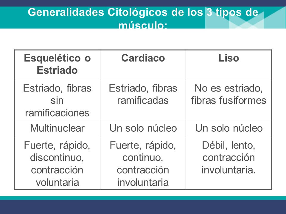 Generalidades Citológicos de los 3 tipos de músculo: