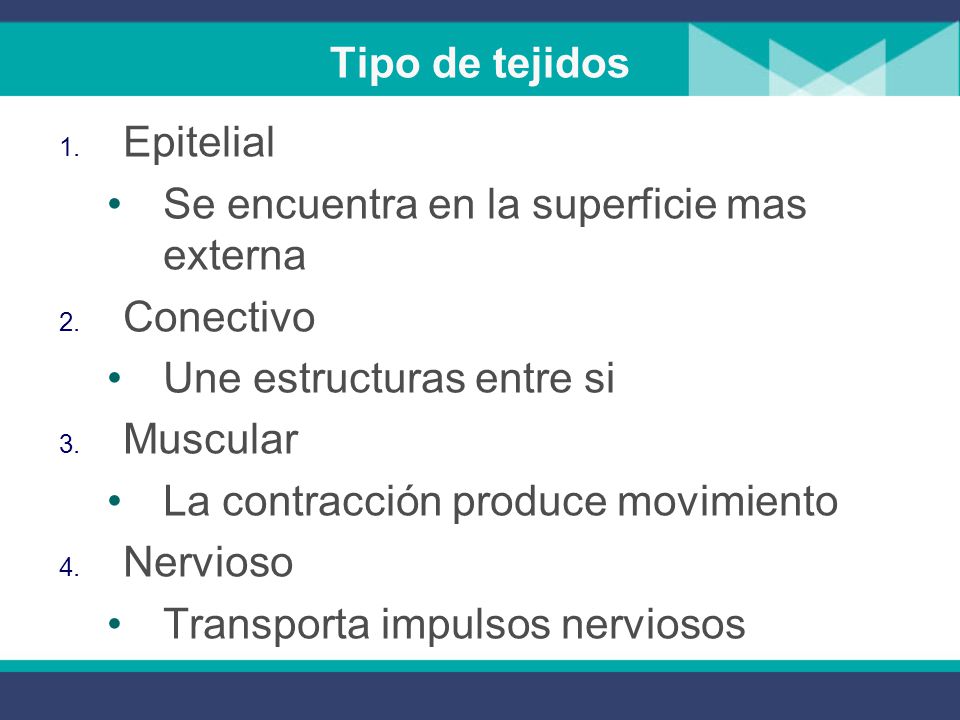 Tipo de tejidos Epitelial. Se encuentra en la superficie mas externa. Conectivo. Une estructuras entre si.