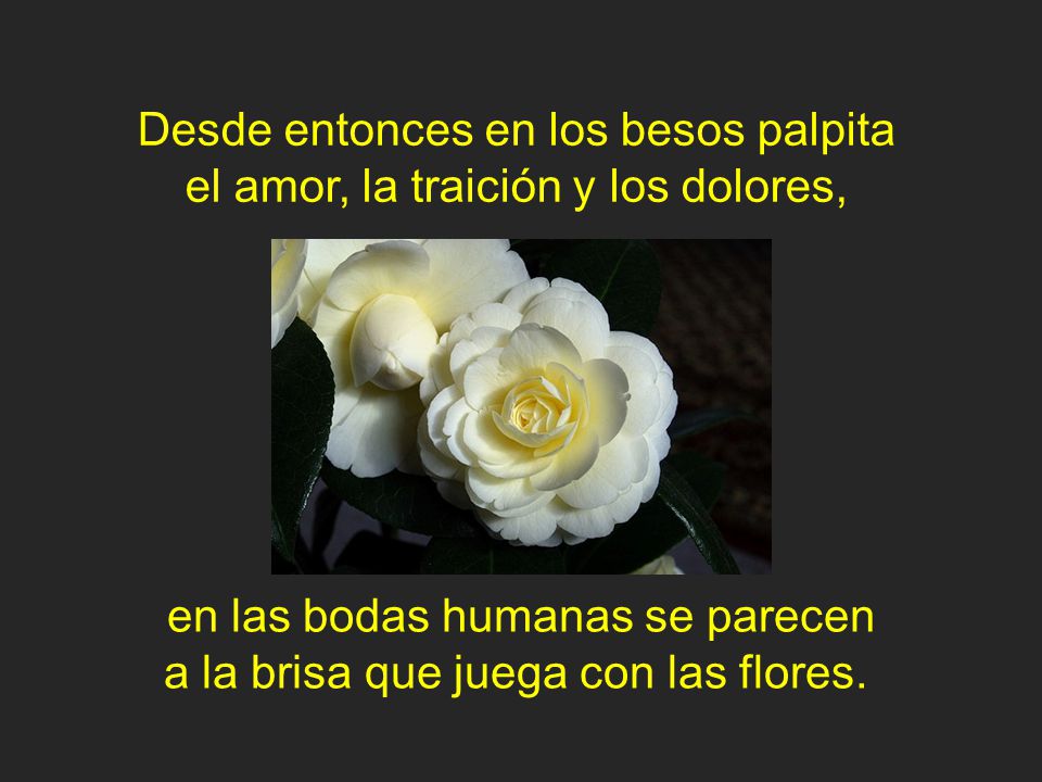 en las bodas humanas se parecen a la brisa que juega con las flores.