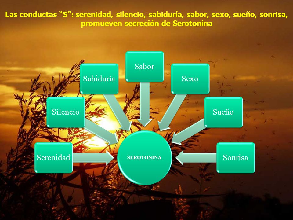 Las conductas S : serenidad, silencio, sabiduría, sabor, sexo, sueño, sonrisa, promueven secreción de Serotonina