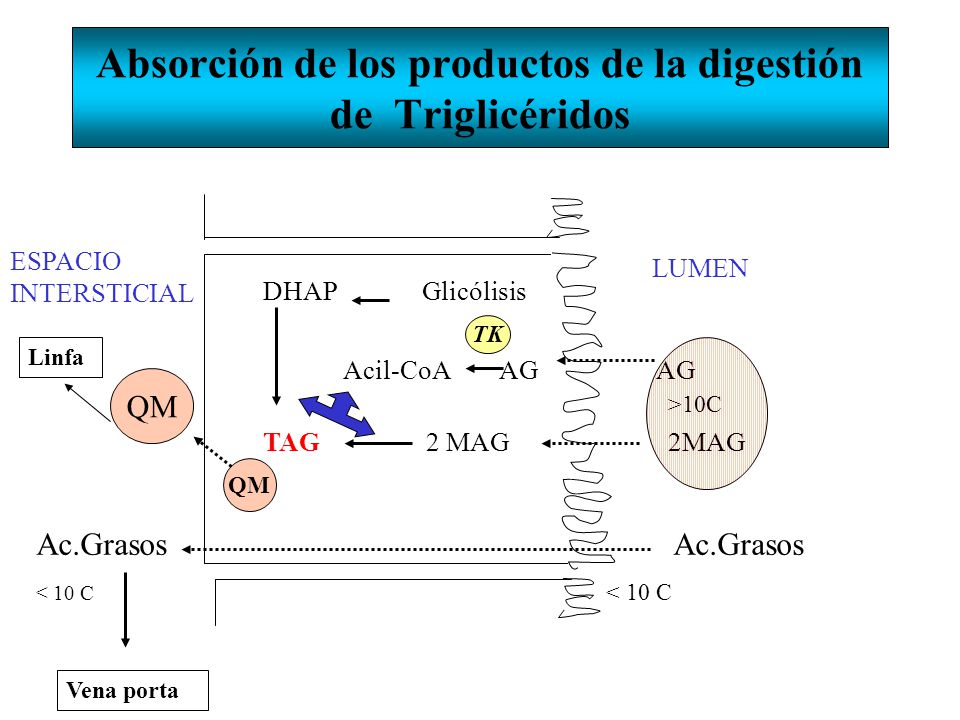 Absorción de los productos de la digestión de Triglicéridos