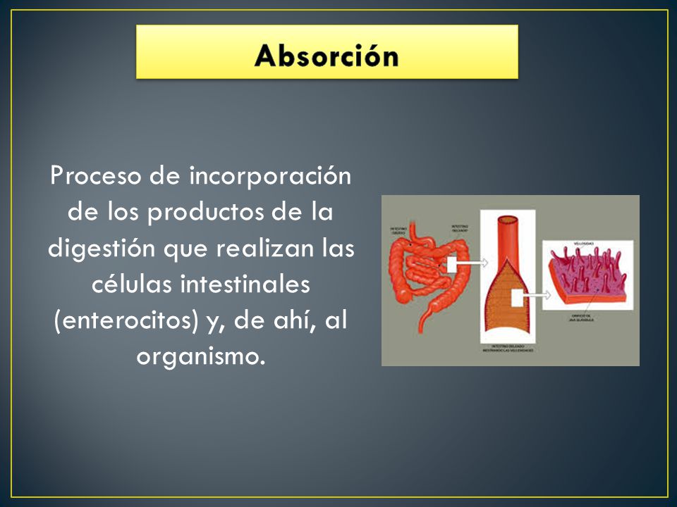 Absorción Proceso de incorporación de los productos de la digestión que realizan las células intestinales (enterocitos) y, de ahí, al organismo.
