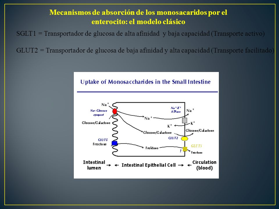 Mecanismos de absorción de los monosacaridos por el enterocito: el modelo clásico