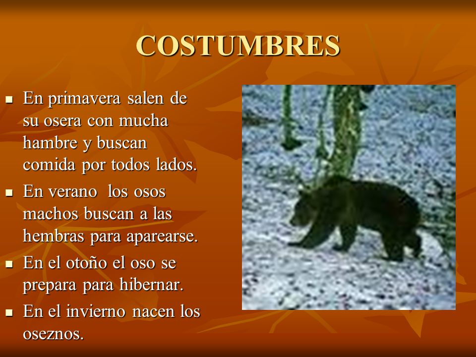 COSTUMBRES En primavera salen de su osera con mucha hambre y buscan comida por todos lados.