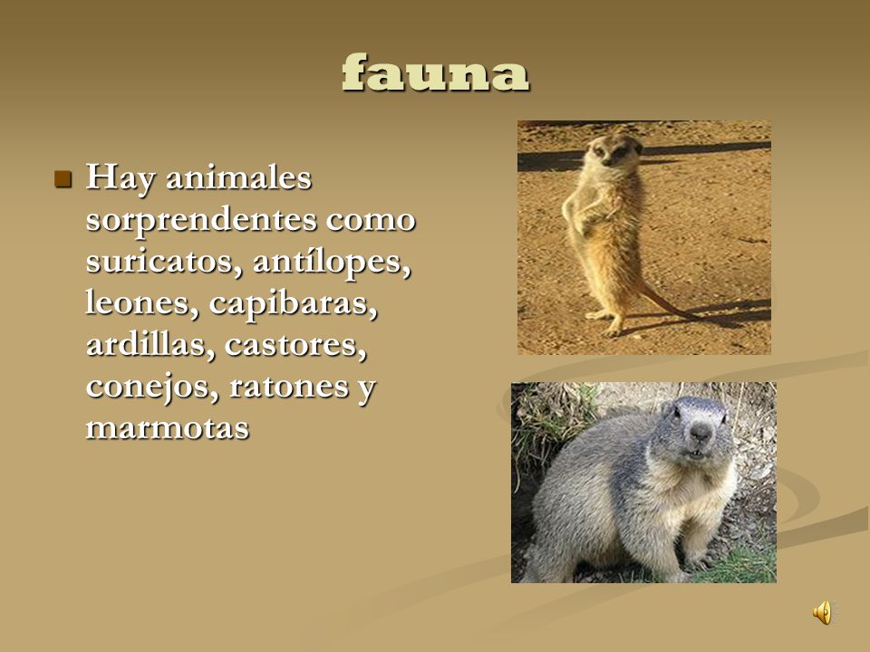 fauna Hay animales sorprendentes como suricatos, antílopes, leones, capibaras, ardillas, castores, conejos, ratones y marmotas.