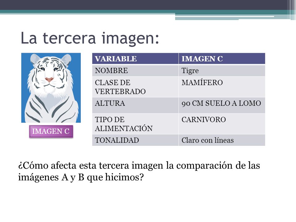 La tercera imagen: VARIABLE. IMAGEN C. NOMBRE. Tigre. CLASE DE VERTEBRADO. MAMÍFERO. ALTURA. 90 CM SUELO A LOMO.