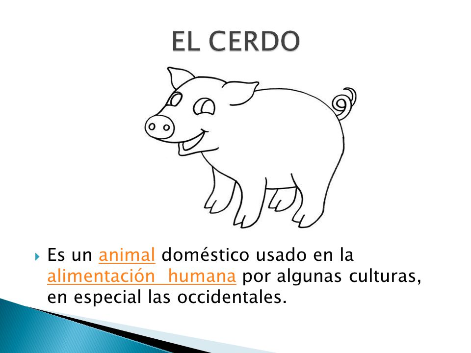 EL CERDO Es un animal doméstico usado en la alimentación humana por algunas culturas, en especial las occidentales.