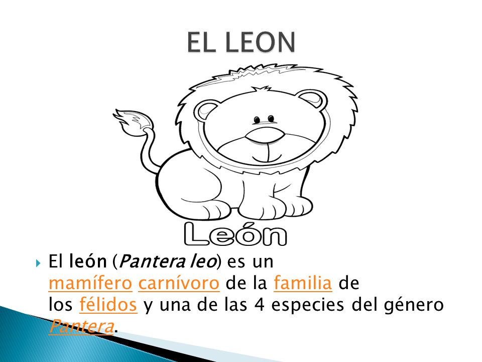 EL LEON El león (Pantera leo) es un mamífero carnívoro de la familia de los félidos y una de las 4 especies del género Pantera.