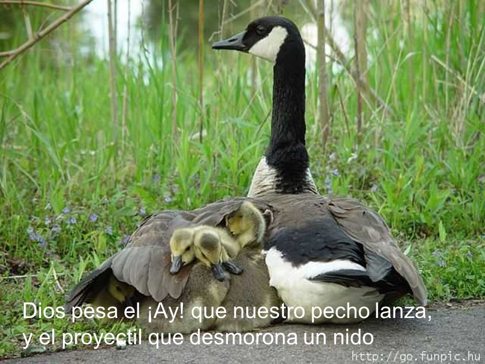Dios pesa el ¡Ay! que nuestro pecho lanza, y el proyectil que desmorona un nido