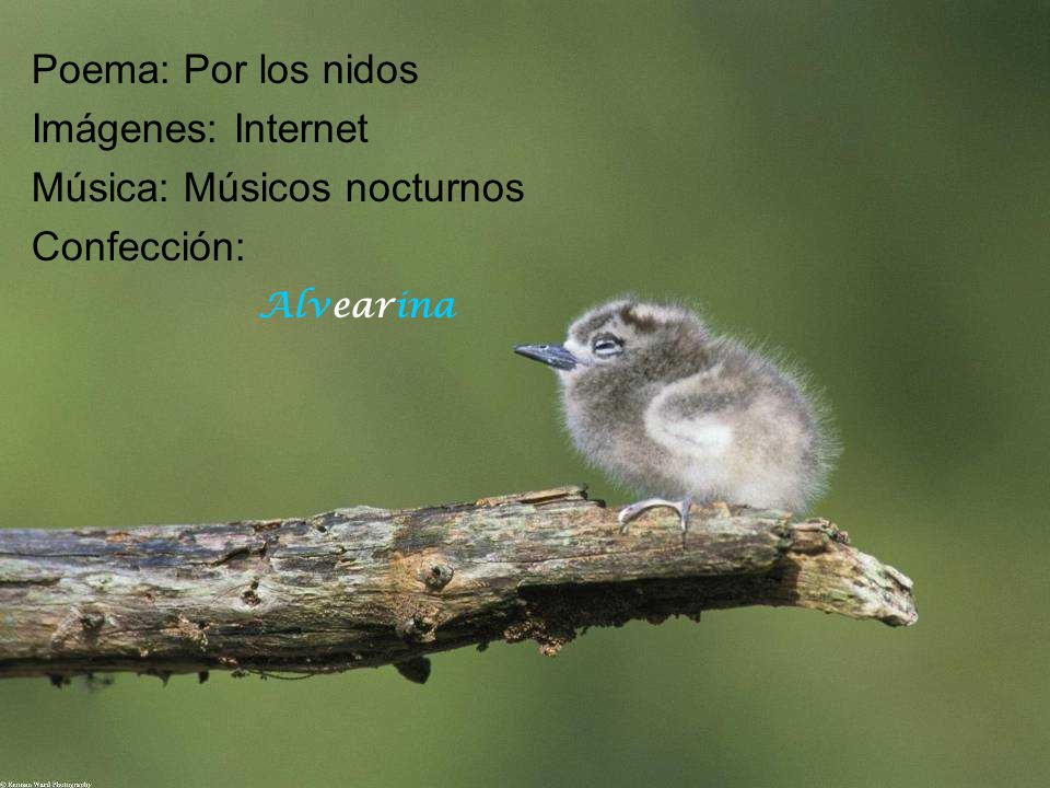 Poema: Por los nidos Imágenes: Internet Música: Músicos nocturnos Confección: Alvearina
