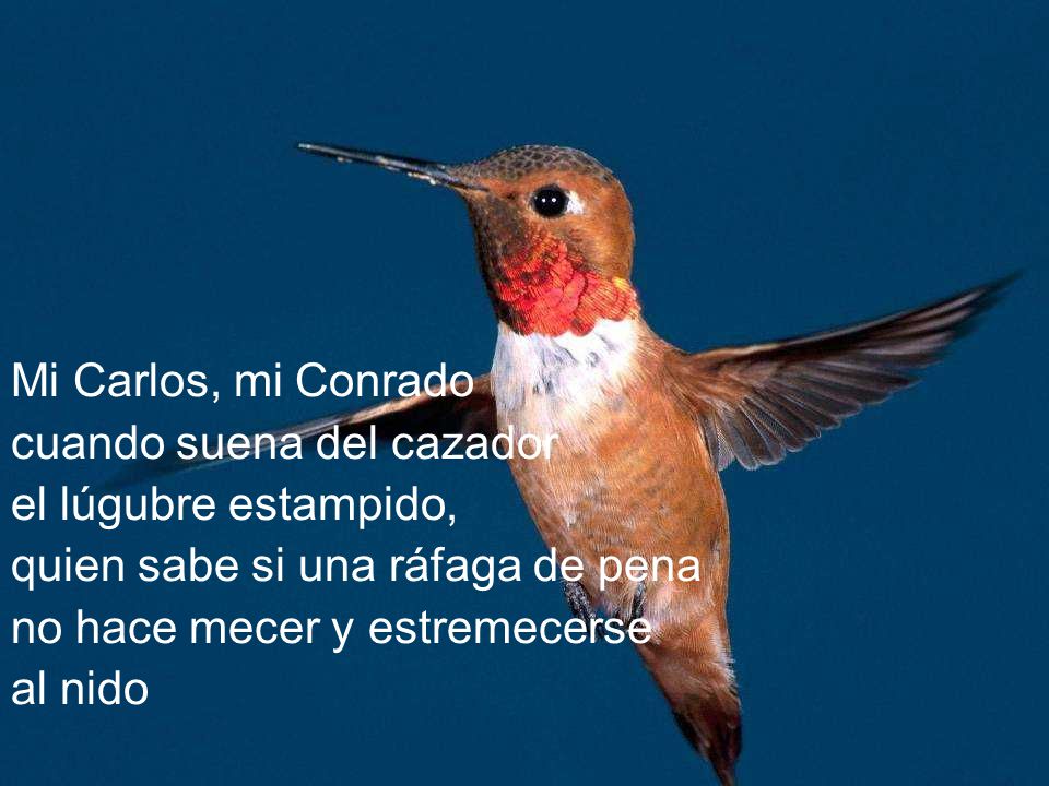 Mi Carlos, mi Conrado cuando suena del cazador. el lúgubre estampido, quien sabe si una ráfaga de pena.