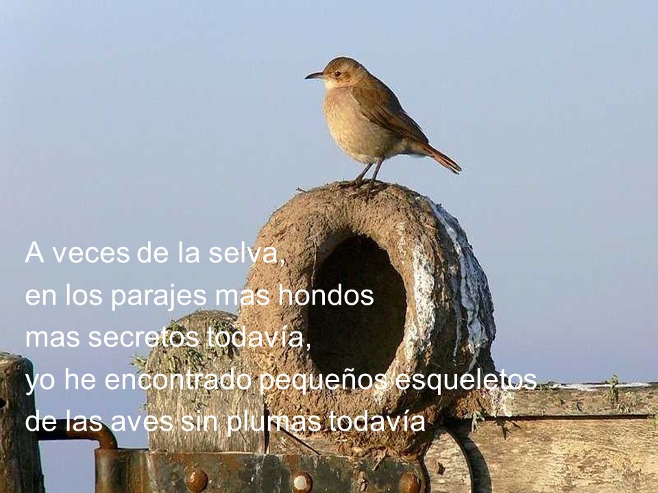 A veces de la selva, en los parajes mas hondos. mas secretos todavía, yo he encontrado pequeños esqueletos.