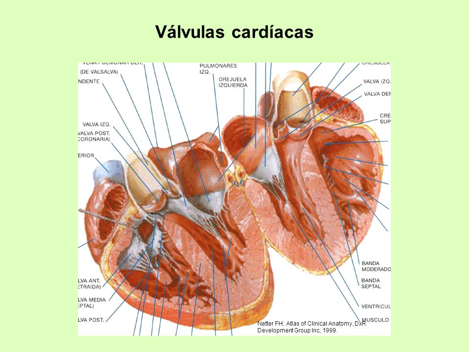 Válvulas cardíacas Netter FH: Atlas of Clinical Anatomy, DxR Development Group Inc, 1999.