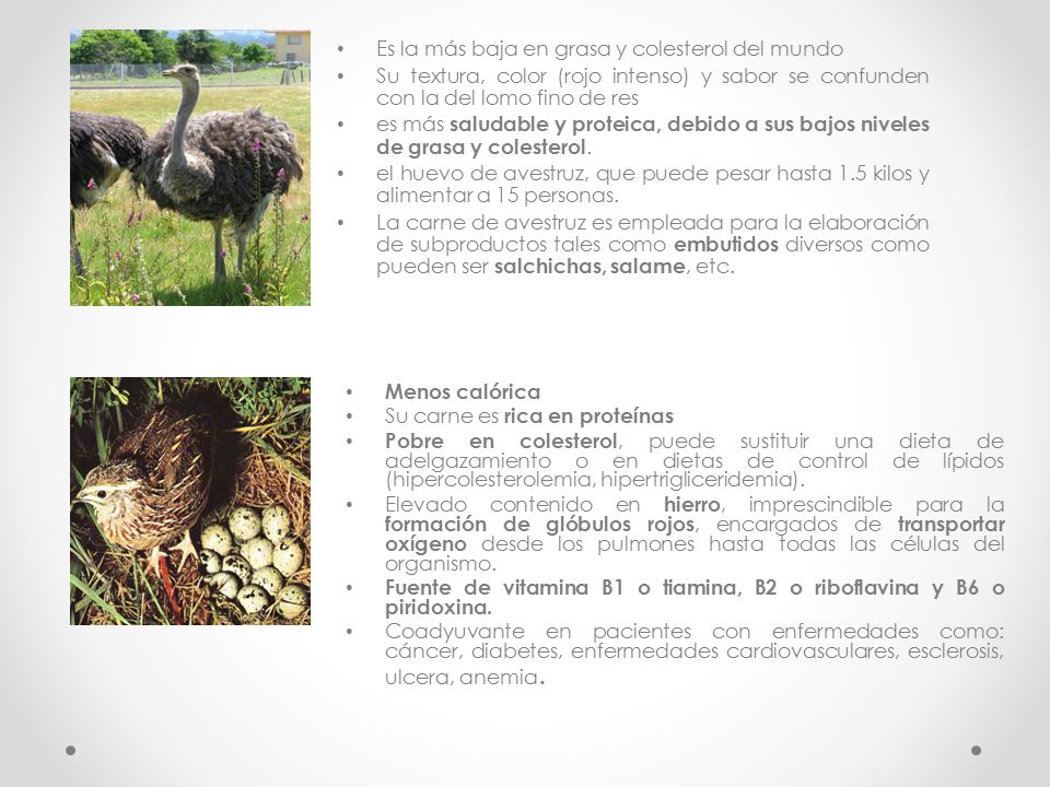Es la más baja en grasa y colesterol del mundo
