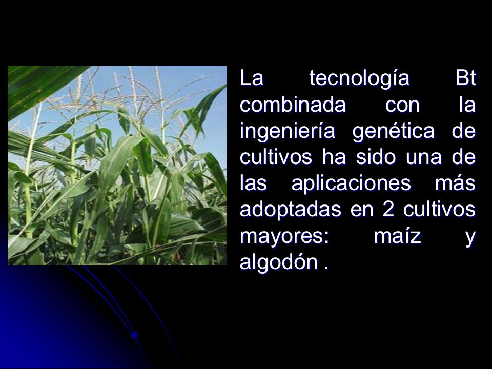 La tecnología Bt combinada con la ingeniería genética de cultivos ha sido una de las aplicaciones más adoptadas en 2 cultivos mayores: maíz y algodón .