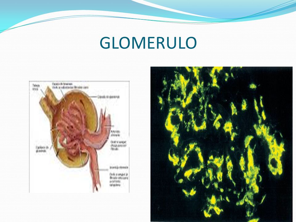 GLOMERULO