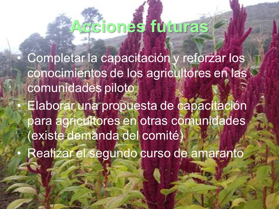 Acciones futuras Completar la capacitación y reforzar los conocimientos de los agricultores en las comunidades piloto.