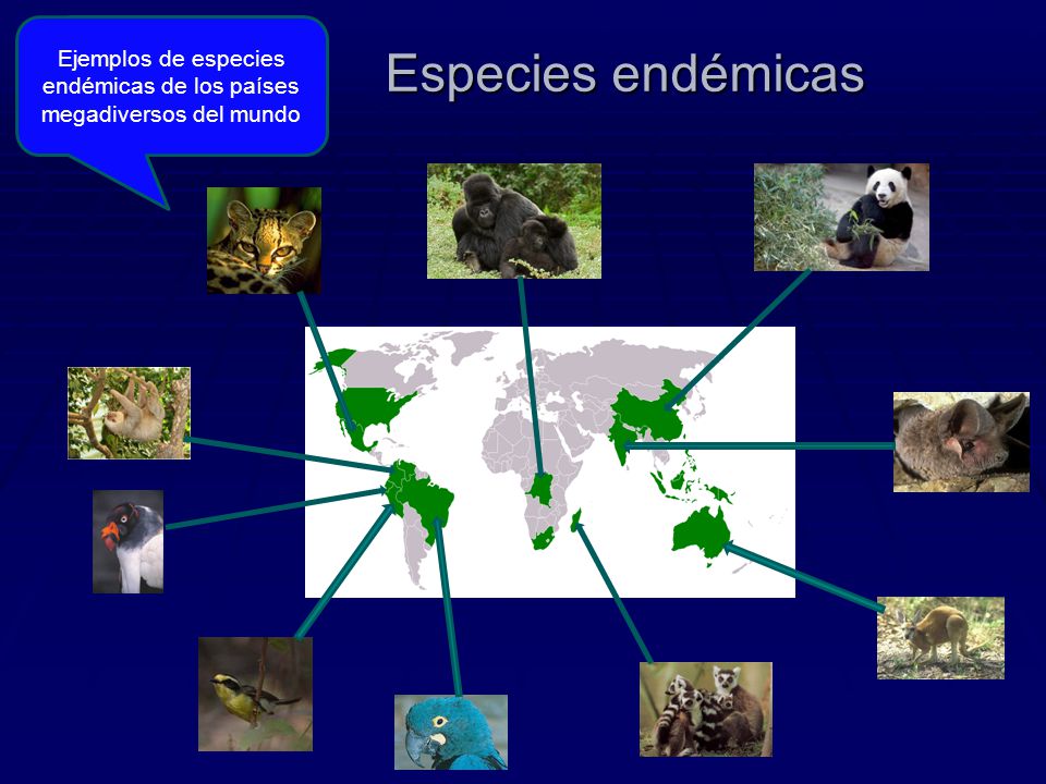 Ejemplos de especies endémicas de los países megadiversos del mundo