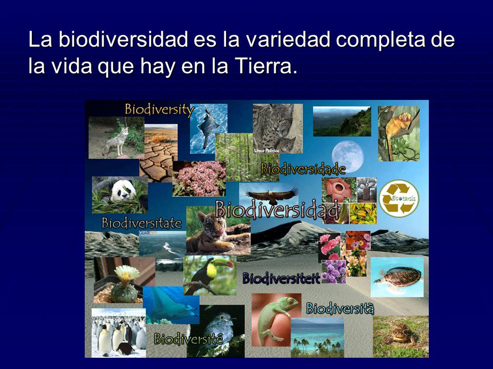 La biodiversidad es la variedad completa de la vida que hay en la Tierra.