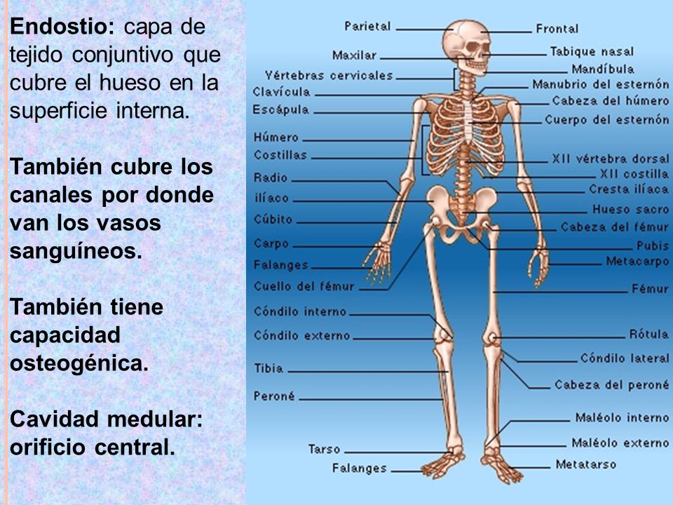 Endostio: capa de tejido conjuntivo que cubre el hueso en la superficie interna.