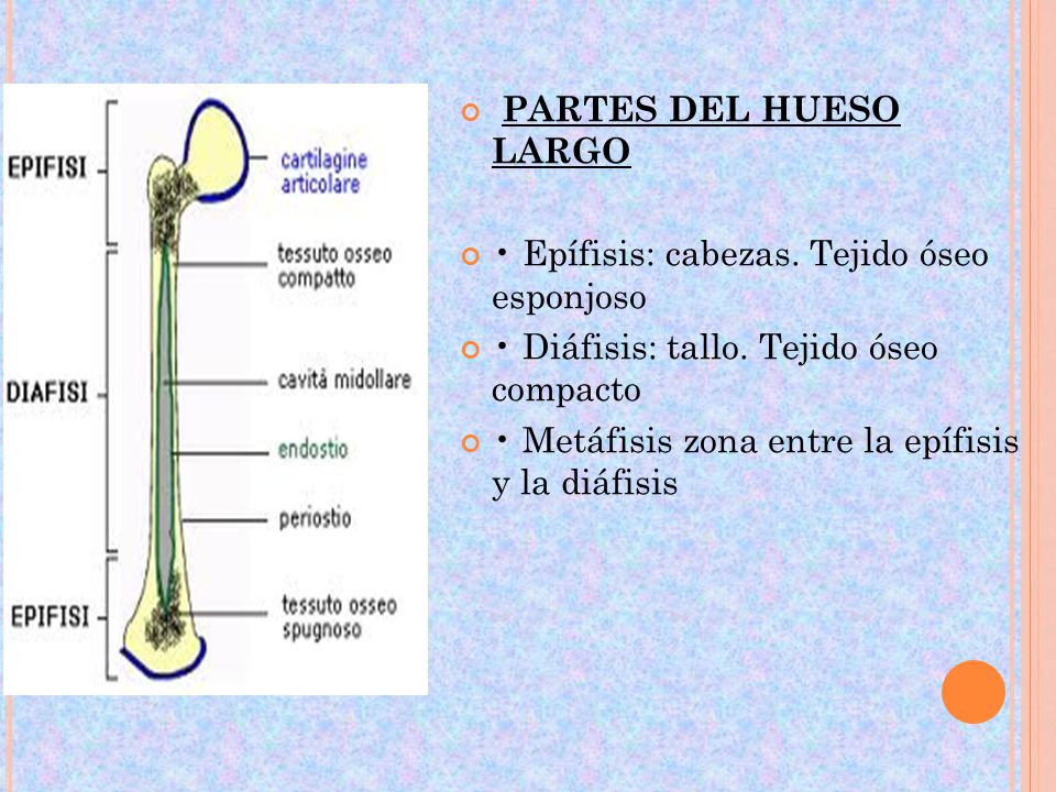 PARTES DEL HUESO LARGO • Epífisis: cabezas. Tejido óseo esponjoso. • Diáfisis: tallo. Tejido óseo compacto.