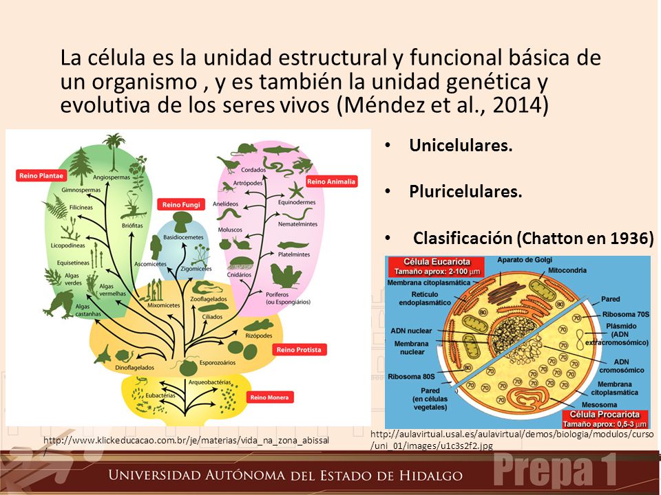 La célula es la unidad estructural y funcional básica de un organismo , y es también la unidad genética y evolutiva de los seres vivos (Méndez et al., 2014)