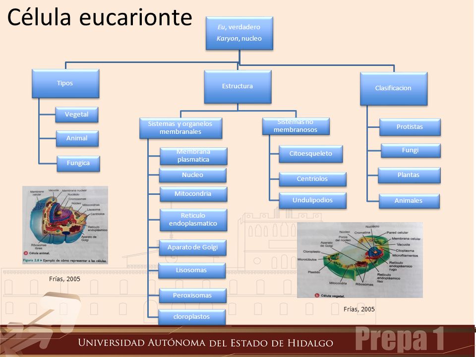 Célula eucarionte Eu, verdadero Karyon, nucleo Tipos Vegetal Animal