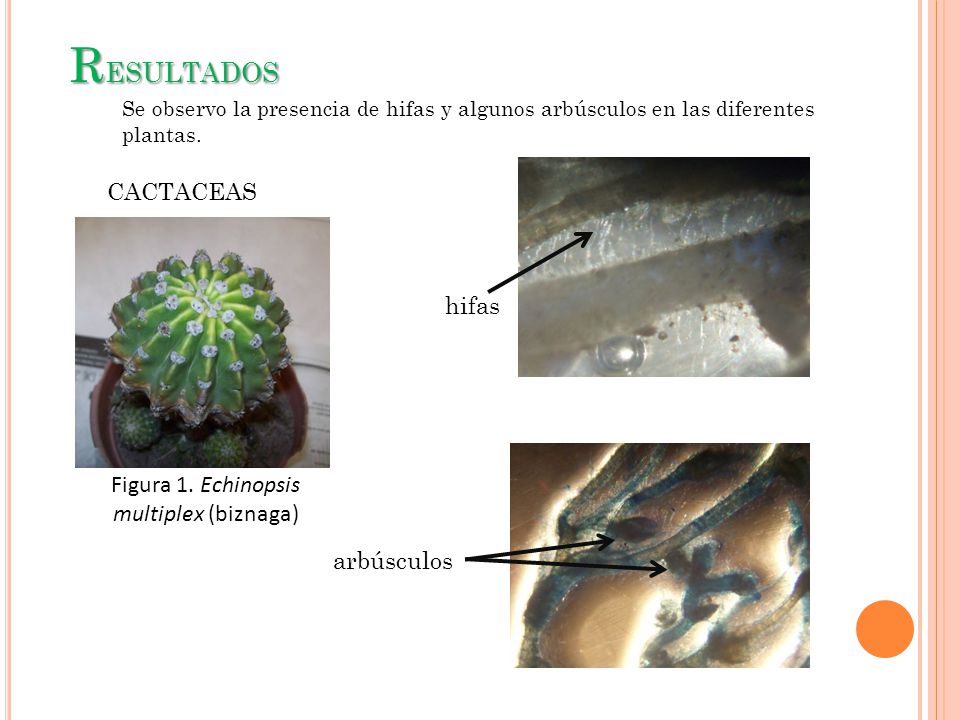Figura 1. Echinopsis multiplex (biznaga)