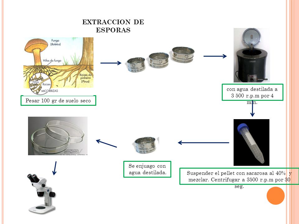 EXTRACCION DE ESPORAS con agua destilada a r.p.m por 4 min.
