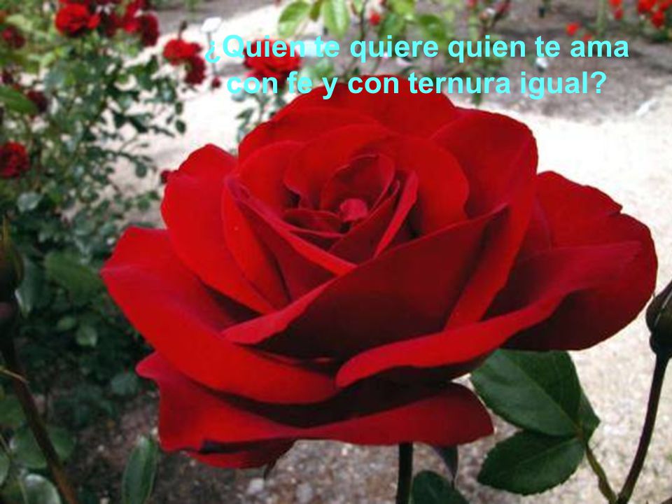 ¿Quien te quiere quien te ama con fe y con ternura igual