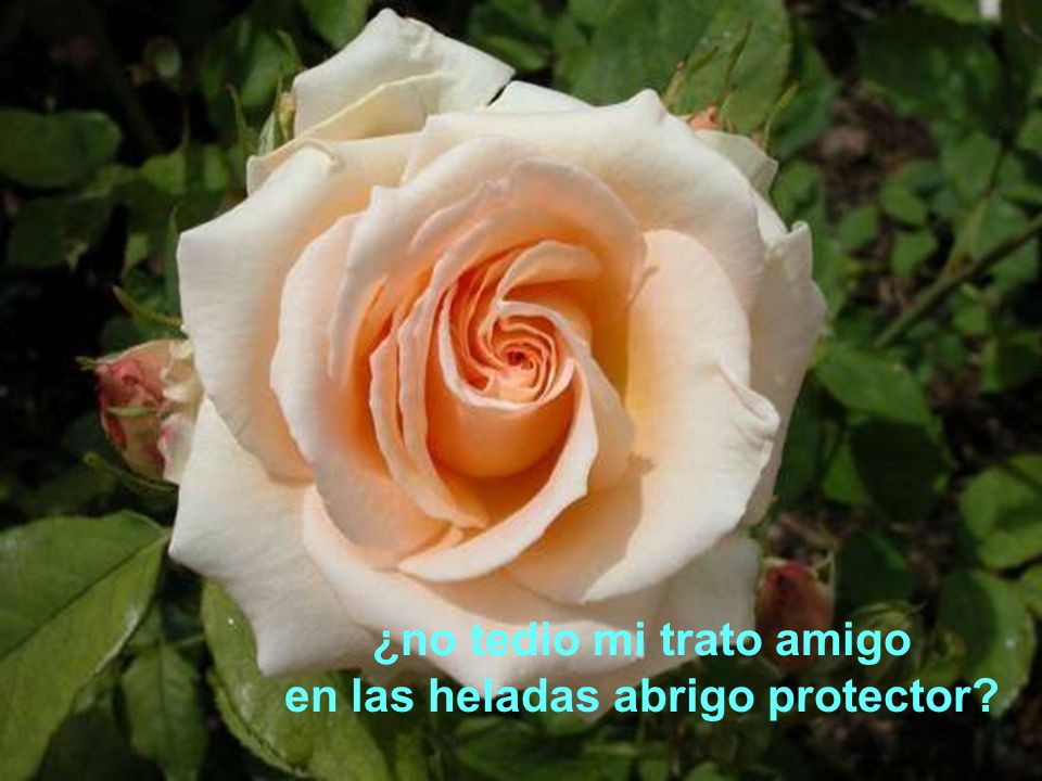 ¿no tedio mi trato amigo en las heladas abrigo protector