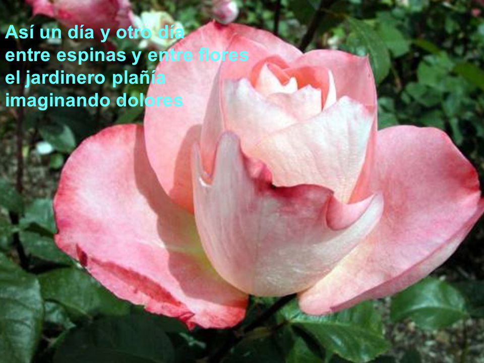 Así un día y otro día entre espinas y entre flores el jardinero plañía imaginando dolores